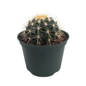 Golden Barrel Cactus Echinocactus grusonii - 6 Inch Pot Drought-Resistant Plant