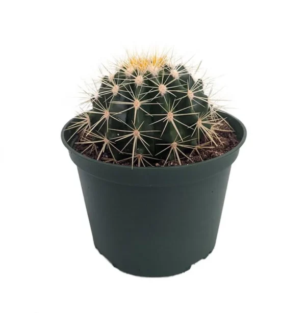 Golden Barrel Cactus Echinocactus grusonii - 6 Inch Pot Drought-Resistant Plant