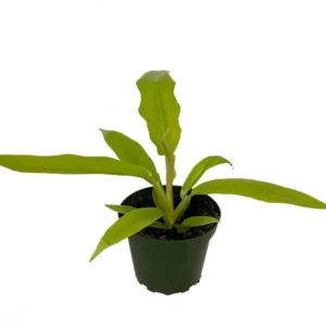 Golden Crocodile Philodendron - Indoor Houseplant - 4" Pot - Low Light Tolerant