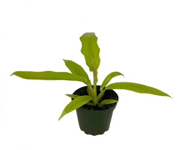 Golden Crocodile Philodendron - Indoor Houseplant - 4" Pot - Low Light Tolerant