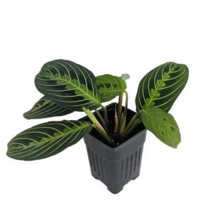 Golden Lemon Prayer Plant Maranta - 4 Inch Pot Indoor Collector Plant