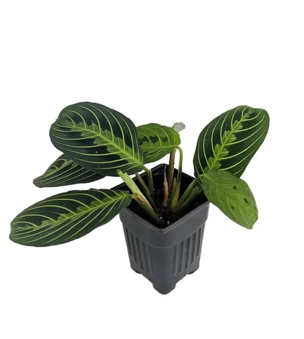 Golden Lemon Prayer Plant Maranta - 4 Inch Pot Indoor Collector Plant