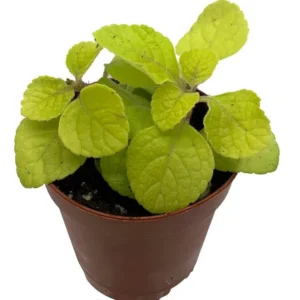 Golden Lemon Swedish Ivy - Foliage Plant 2.5" Pot, Green & Gold Leaves