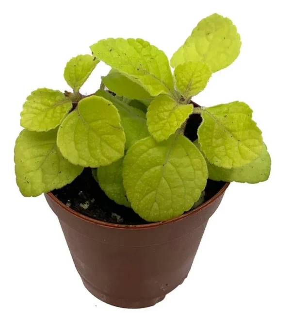 Golden Lemon Swedish Ivy - Foliage Plant 2.5" Pot, Green & Gold Leaves