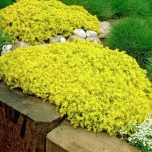 Goldmoss Sedum Stonecrop - 3.7