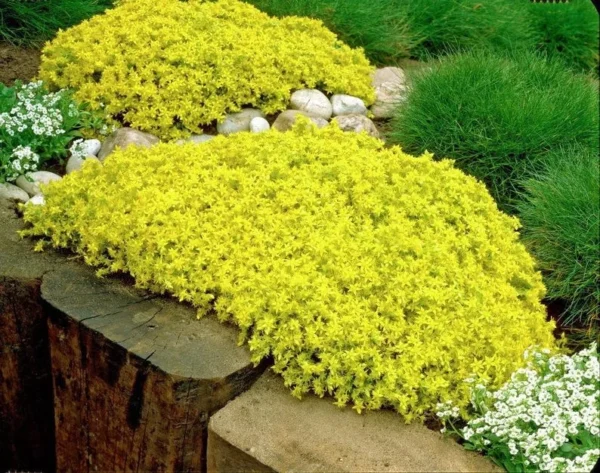 Goldmoss Sedum Stonecrop - 3.7" Pot - Drought-Tolerant Succulent