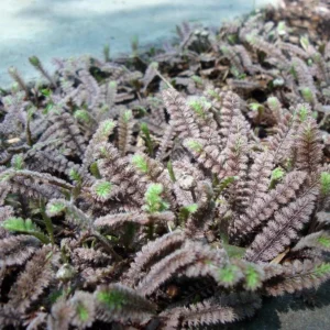 Gothic Black Fairy Fern Leptinella - 2.5