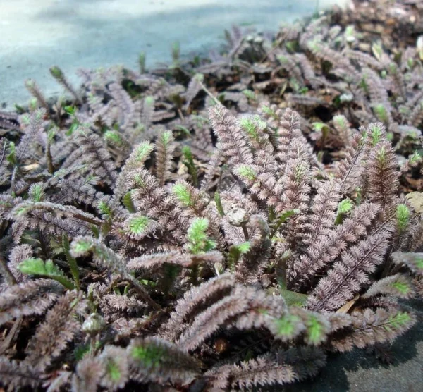 Gothic Black Fairy Fern Leptinella - 2.5" Pot - Terrarium and Houseplant