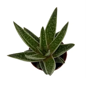 Green Ice Gasteraloe Hybrid – Compact Succulent 2.5