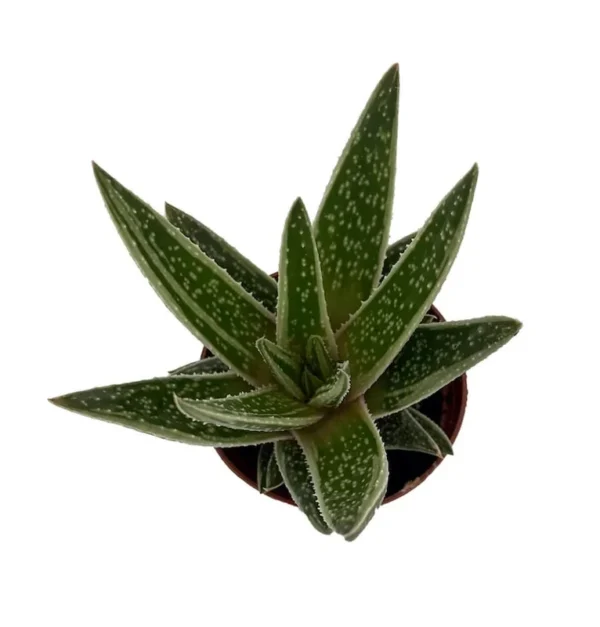 Green Ice Gasteraloe Hybrid – Compact Succulent 2.5" Pot for Indoor Décor