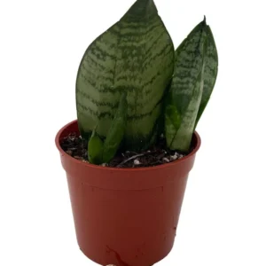 Green Koi Fin Sansevieria – Snake Plant Indoor, 2.5 Inch Pot