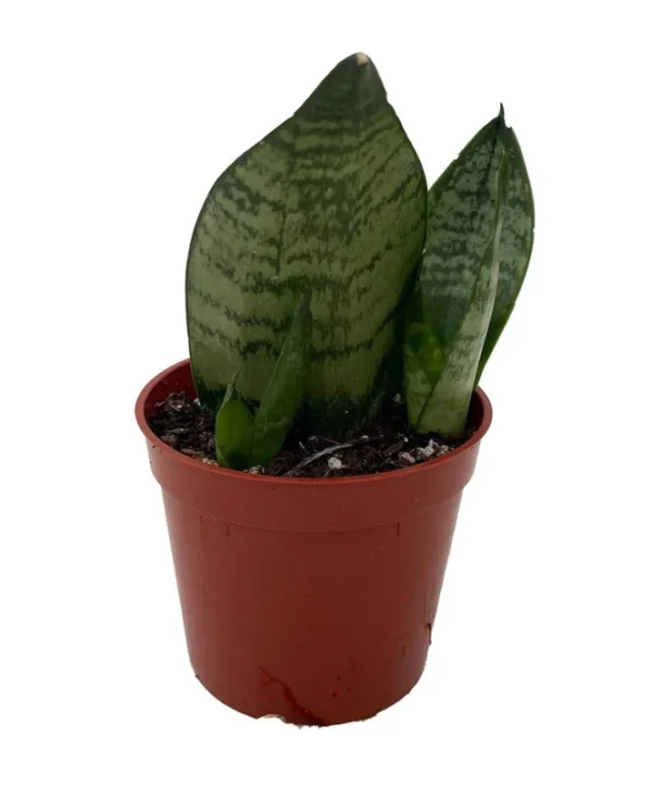 Green Koi Fin Sansevieria – Snake Plant Indoor, 2.5 Inch Pot