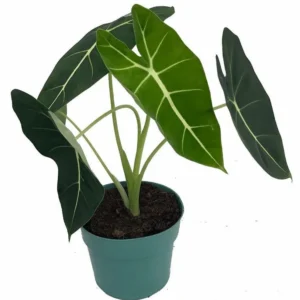 Green Velvet African Mask Plant - Alocasia Frydek - 6" Pot - Indoor Tropical Houseplant