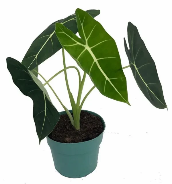 Green Velvet African Mask Plant - Alocasia Frydek - 6" Pot - Indoor Tropical Houseplant