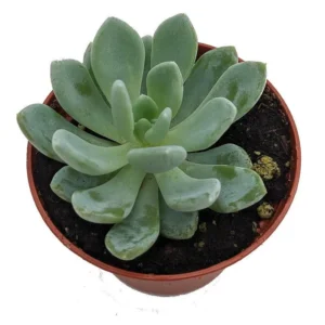 Grey Red Desert Rose - Echeveria Succulent in 2.5