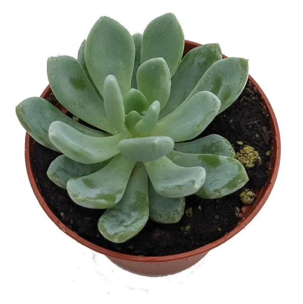 Grey Red Desert Rose - Echeveria Succulent in 2.5" Pot, Hardy Indoor/Outdoor Plant