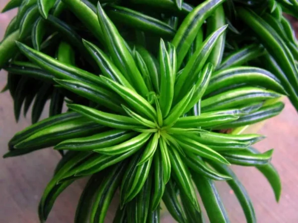 Happy Green Bean Peperomia Plant - 2.5" Pot - Indoor Easy-Care Peperomia