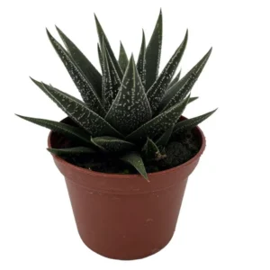 Haworthia herbacea Succulent Plant - Easy Care House Plant - 2.5