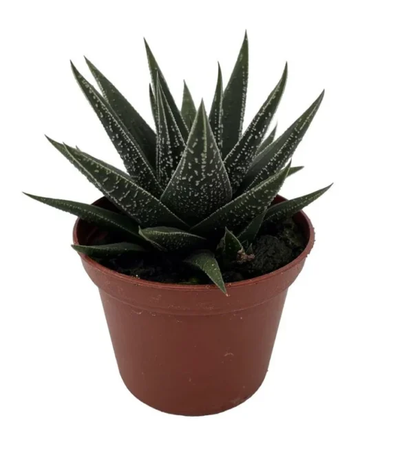 Haworthia herbacea Succulent Plant - Easy Care House Plant - 2.5" Pot