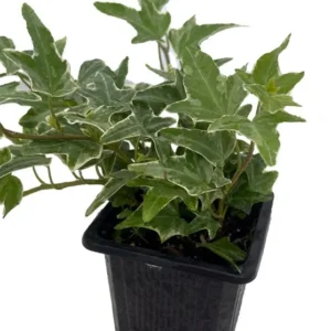 Hedera helix Glacier Ivy Indoor Plant 2.5" Pot – Easy to Grow