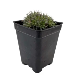 Hedgehog Pineapple Succulent Plant - 2.5 Inch Pot, Drought-Tolerant Bromeliad