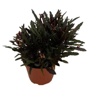 Hemigraphis Dragon’s Tongue Houseplant – 3.7