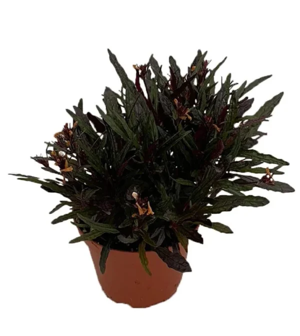 Hemigraphis Dragon’s Tongue Houseplant – 3.7" Pot, Indoor Fairy Garden, Low-Maintenance Plant