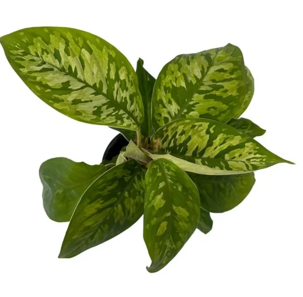 Homalomena Wallisii - Camouflage Queen of Hearts Plant - 4" Pot - Indoor Houseplant