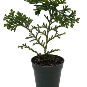 Hondae Elkhorn Arborvitae Plant – 4-Inch Pot, Dense Evergreen Foliage, Slow-Growing