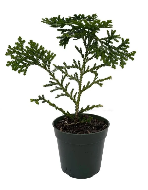 Hondae Elkhorn Arborvitae Plant – 4-Inch Pot, Dense Evergreen Foliage, Slow-Growing