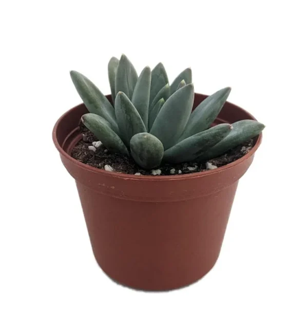 Hooker's Moonstone Succulent - Pachyphytum Hookeri - 2.5" Pot - Easy Care