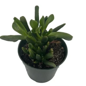 Horntree Jade Plant - Succulent Houseplant - 4 Inch Pot