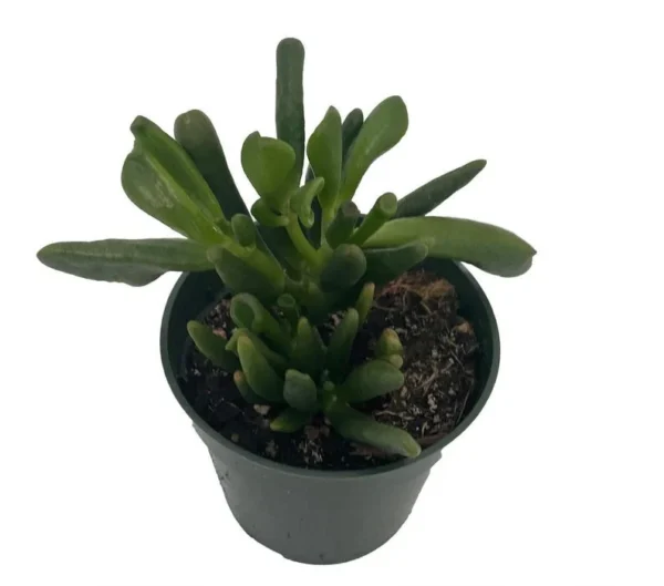 Horntree Jade Plant - Succulent Houseplant - 4 Inch Pot