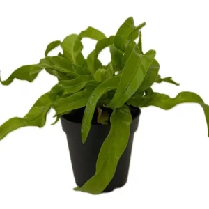 Hurricane Bird’s Nest Fern - Indoor Air-Purifying Plant - 4" Pot