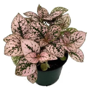 Hypoestes Pink Splash Polka Dot Plant – 3.5” Pot – Colorful Indoor Foliage Plant