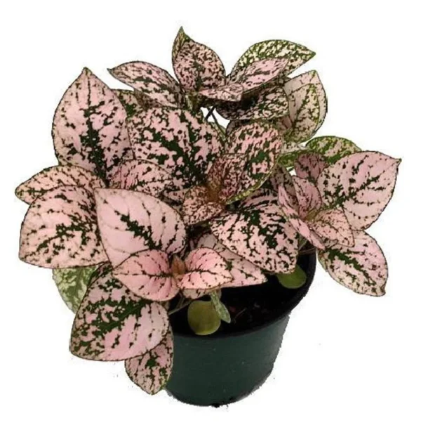 Hypoestes Pink Splash Polka Dot Plant – 3.5” Pot – Colorful Indoor Foliage Plant