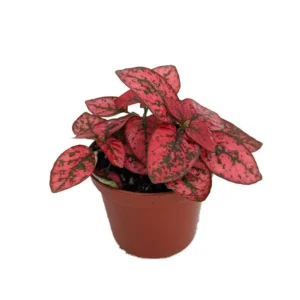 Hypoestes Red Splash Polka Dot Plant – 3.5 Inch Pot – Vibrant Indoor Houseplant