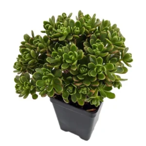 Irish Blessing Tree Aeonium tortuosum Succulent in 2.5