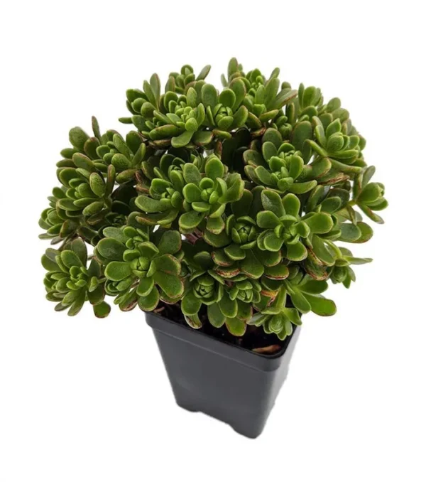 Irish Blessing Tree Aeonium tortuosum Succulent in 2.5" Pot – Indoor Fairy Garden Plant