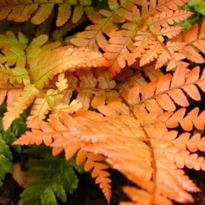 Japanese Autumn Fern Dryopteris – Live Plant in 4" Pot for Indoor and Outdoor Use