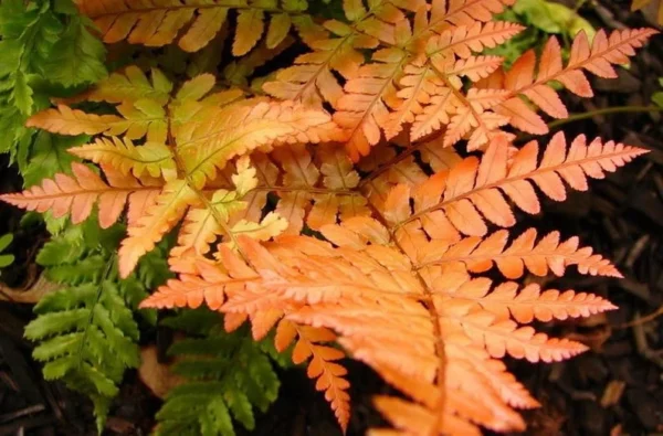 Japanese Autumn Fern Dryopteris – Live Plant in 4" Pot for Indoor and Outdoor Use