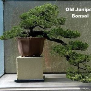 Japanese Juniper Bonsai Tree 4