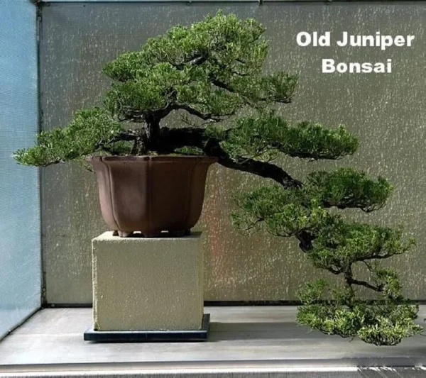 Japanese Juniper Bonsai Tree 4" Pot – Evergreen Indoor Bonsai – Juniperus Procumbens