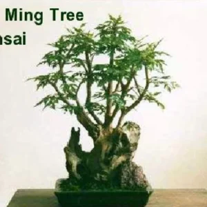 Japanese Ming Aralia Tree - Polyscias Elegans Indoor Plant 4