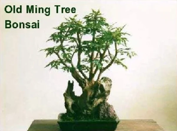 Japanese Ming Aralia Tree - Polyscias Elegans Indoor Plant 4" Pot