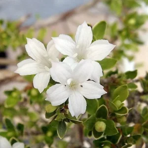 Japanese Snow Rose Serissa - Bonsai House Plant - 4 Inch Pot - Indoor Shrub