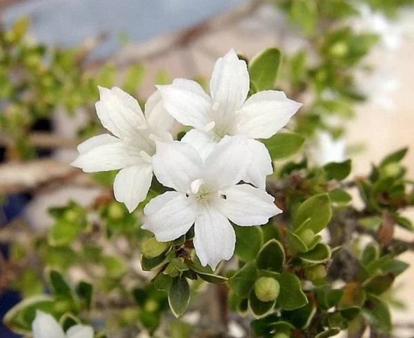 Japanese Snow Rose Serissa - Bonsai House Plant - 4 Inch Pot - Indoor Shrub