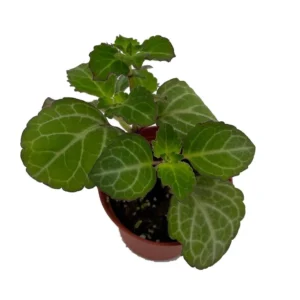 Lace Swedish Ivy Plant – 2.5