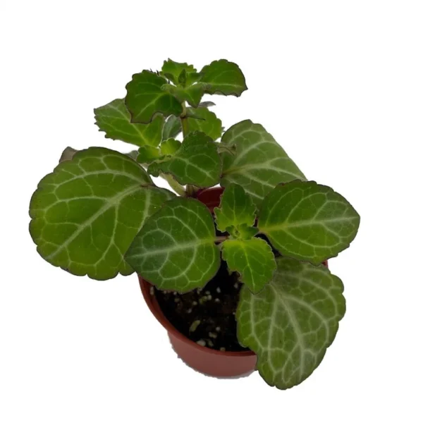 Lace Swedish Ivy Plant – 2.5" Pot – Fragrant Green Foliage with Silver Veins