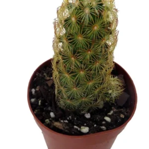 Lady Fingers Cactus Mammillaria Elongata 2 Pack 2